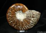 Inch Ammonite With Oak Leaf Sutures #767-1